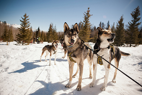 Things To Do https://telluridelodging.icnd-cdn.com/images/thingstodo/Dog Sledding.jpg